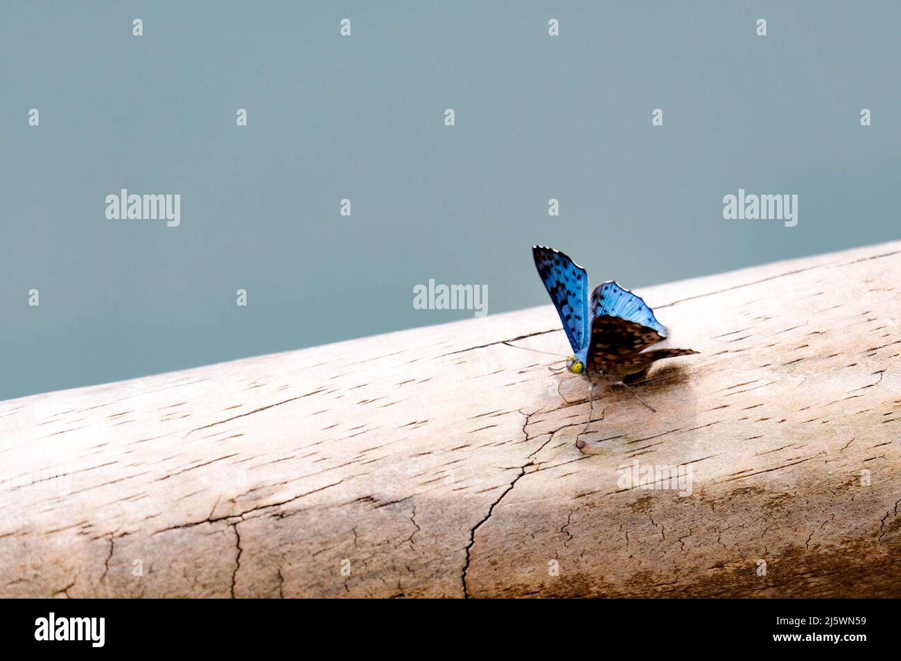 Farfalla su un albero. Foto di alta qualità Foto Stock