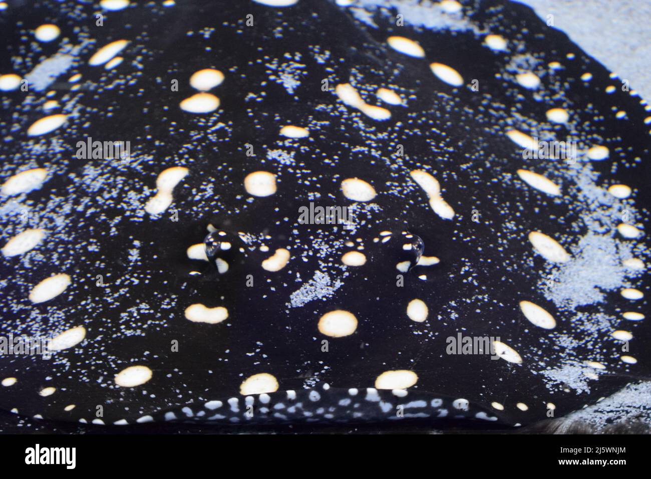 River ray, White-blotted fiume stingray, Potamotrygon leopoldi. Raggio di diamante nero. Vita marina, pesce. Foto Stock