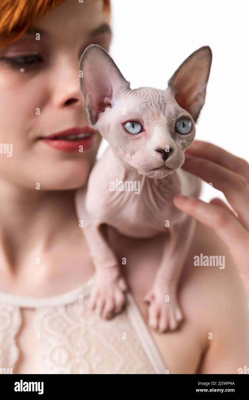 Sphynx senza capelli gattino blu visone e bianco seduta a spalla della giovane donna. Primo piano, scatto in studio su sfondo bianco. Messa a fuoco selettiva Foto Stock