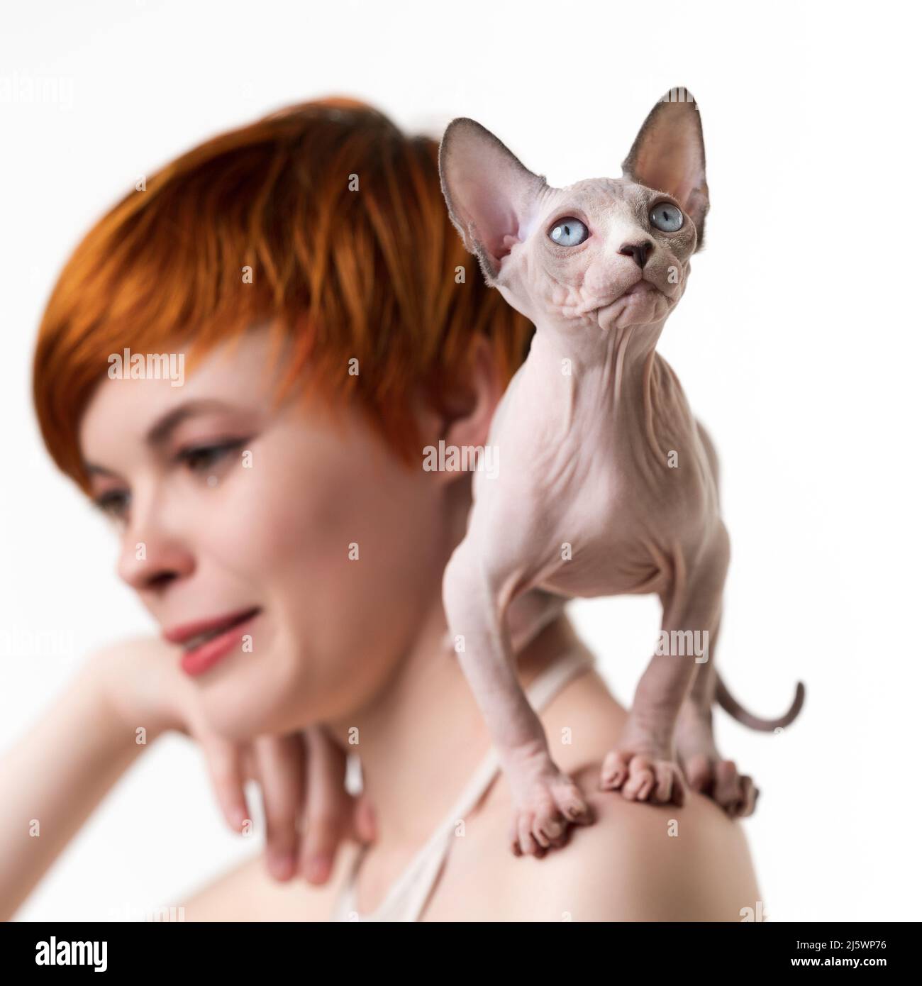 Giocoso Sphynx Cat guardando verso l'alto, si erge sulla spalla della giovane donna rossa. Studio girato su sfondo bianco. Attenzione selettiva agli animali domestici Foto Stock