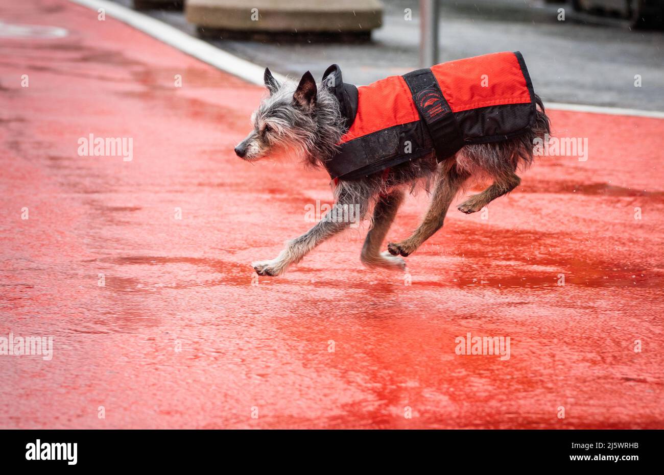 26 aprile 2022, Hessen, Francoforte sul meno: Fritzchen, il piccolo cane grel, corre dopo il suo proprietario al mattino in una pioggia costante e attraversa un percorso ciclistico rosso contrassegnato. Foto: Frank Rumpenhorst/dpa Foto Stock