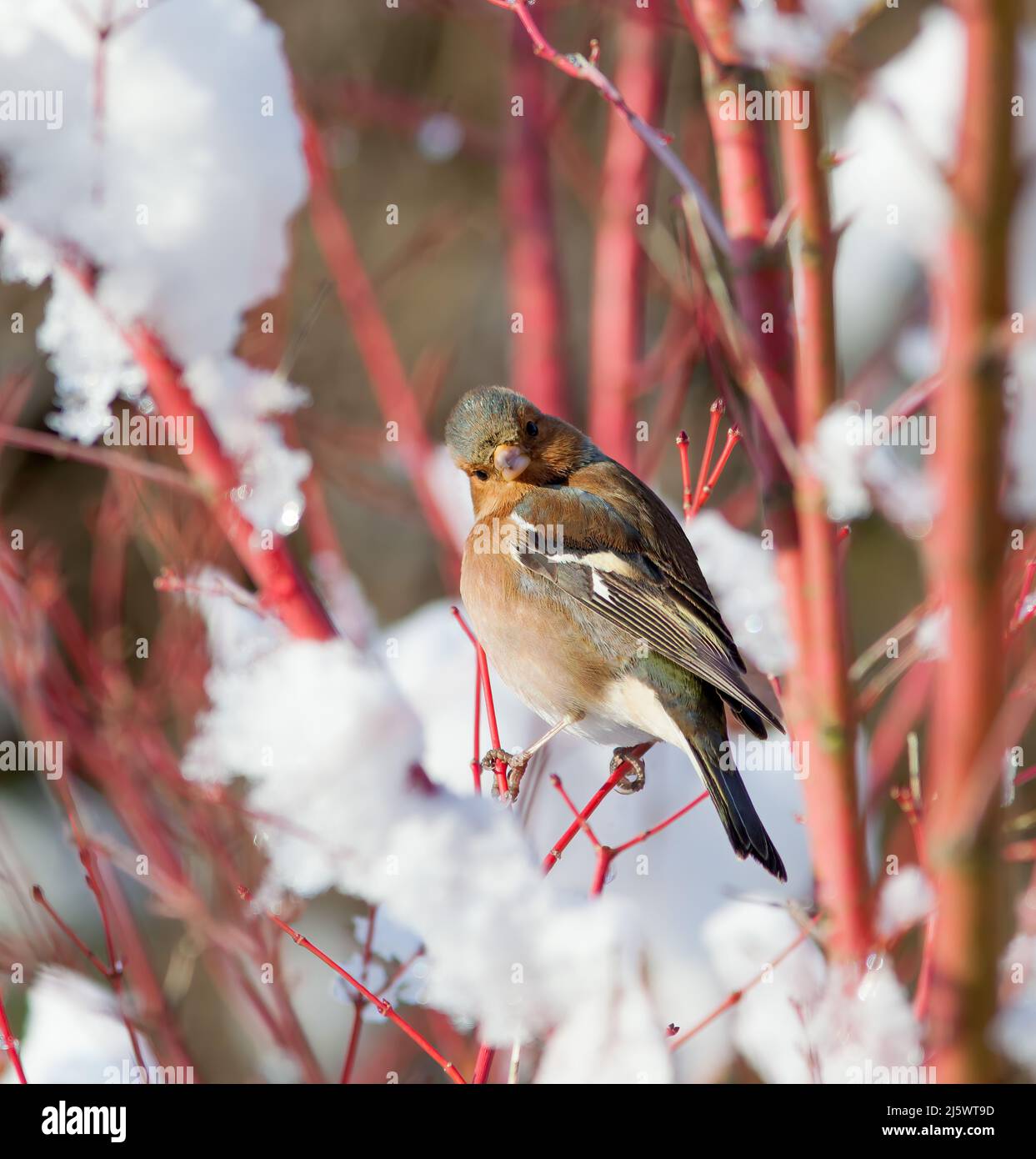 Chaffinch femminile (celebrità Fringilla) nella neve arroccato su un ramo rosso Acer in una giornata invernale soleggiata. Uccello che guarda nella fotocamera. Foto Stock