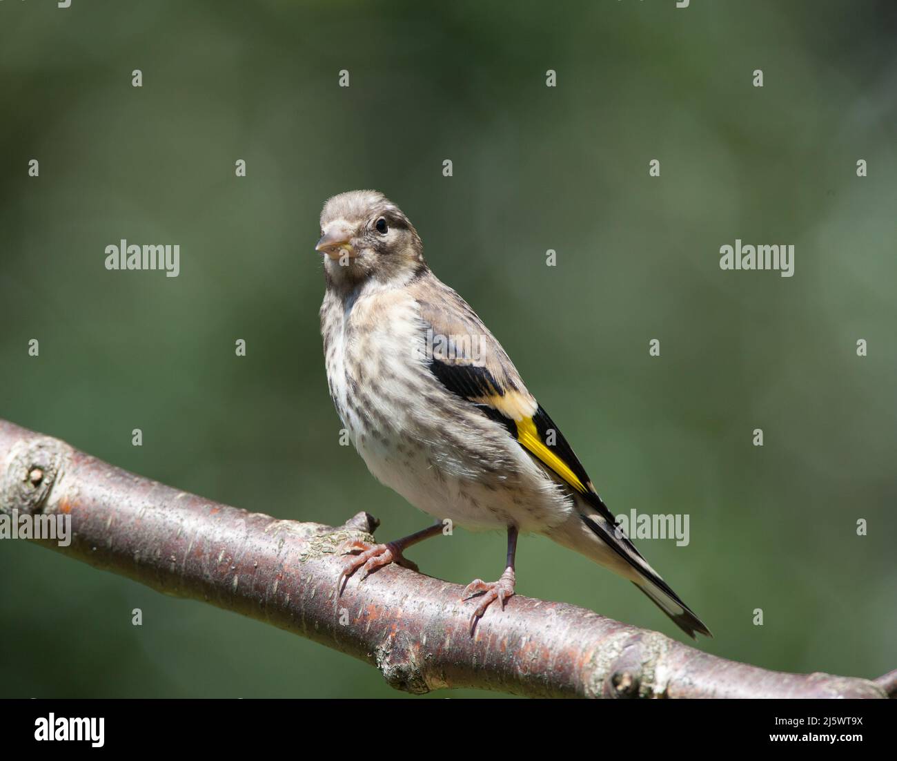 I capretti Cardellino (Carduelis carduelis) Foto Stock