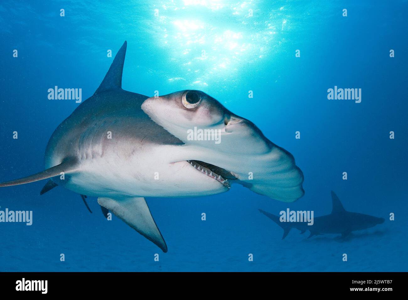 Grande squalo Hammerhead (Sphyrna mokarran), Bimini, Bahamas, Caraibi, Oceano Atlantico Foto Stock