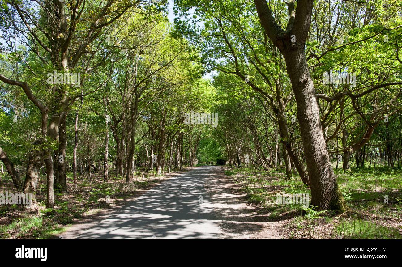 Alberato tranquillo English Country Lane Foto Stock