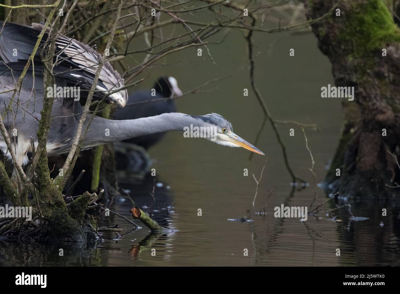 Erone grigio (Ardea cinerea) colpisce per un pesce Foto Stock