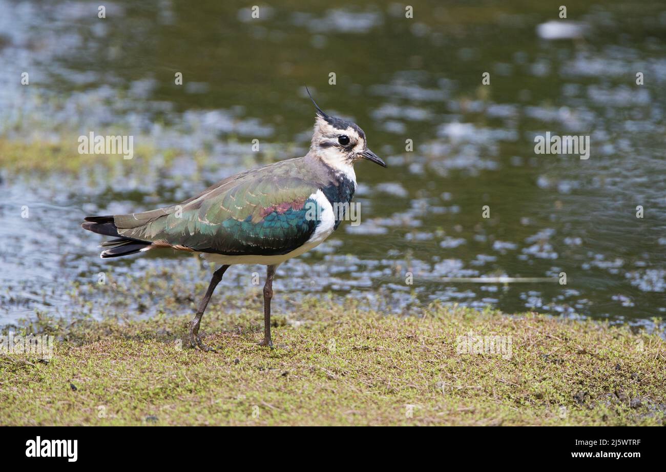 Lappatura (Vanellus vanellus) che vado in un laghetto Foto Stock