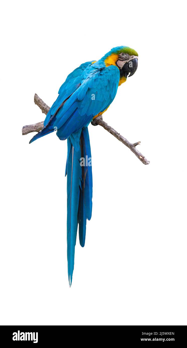Blu e giallo Macaw Ara ararauna isolato su sfondo bianco. Foto Stock