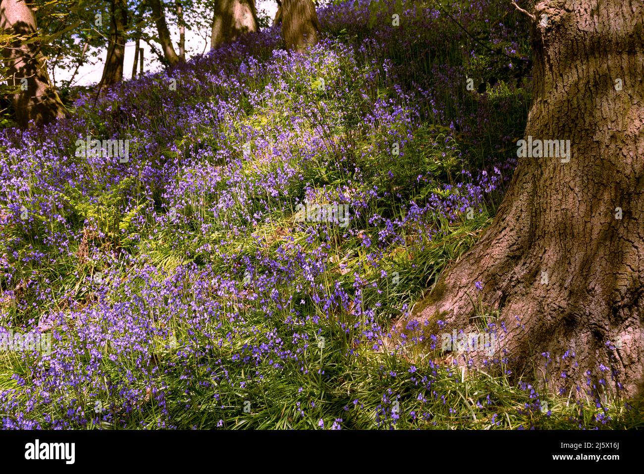 Bluebells in un bosco con luce del sole in macchie Foto Stock