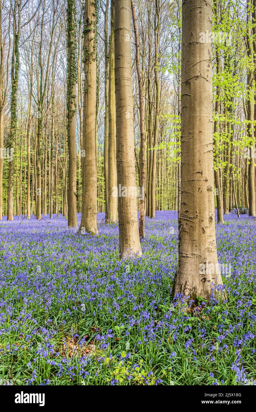 Bluebells tra gli alberi nella foresta. Foto Stock