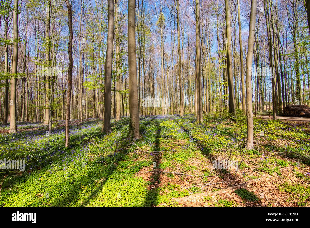 Foresta con alberi decidui e bluebells in una bella giornata di primavera soleggiata in Belgio. Foto Stock