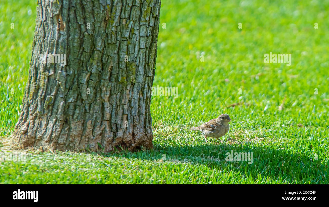 Sparrow alla ricerca di cibo tra l'erba Foto Stock