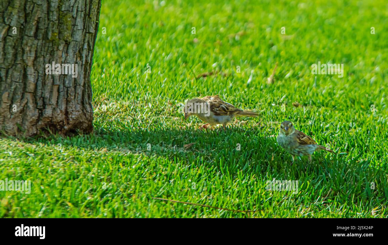 Sparrow alla ricerca di cibo tra l'erba Foto Stock