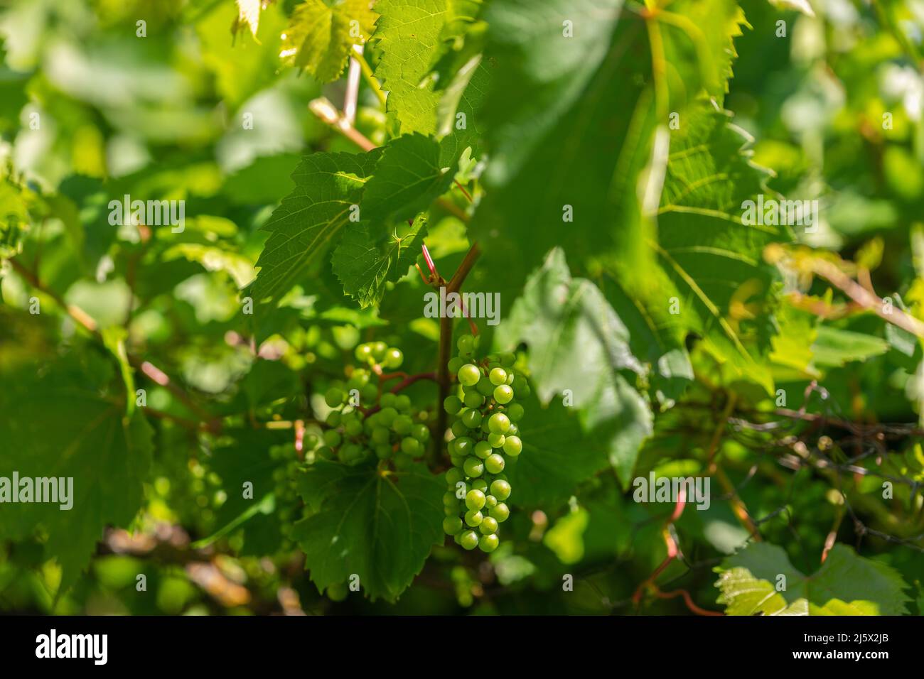 Coltivazione verde unmature mazzo di uve. Giovani uve verdi appese alla vite con foglie verdi in giardino biologico. Foto Stock