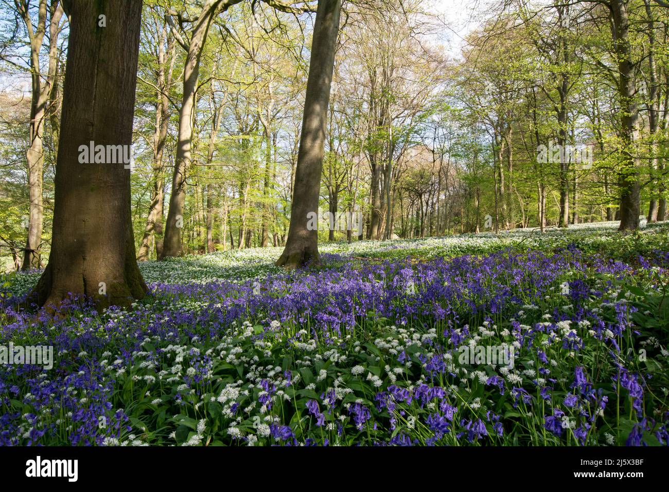 Aglio selvatico e bluebells che crescono tra gli alberi di e foresta inglese. Foto Stock