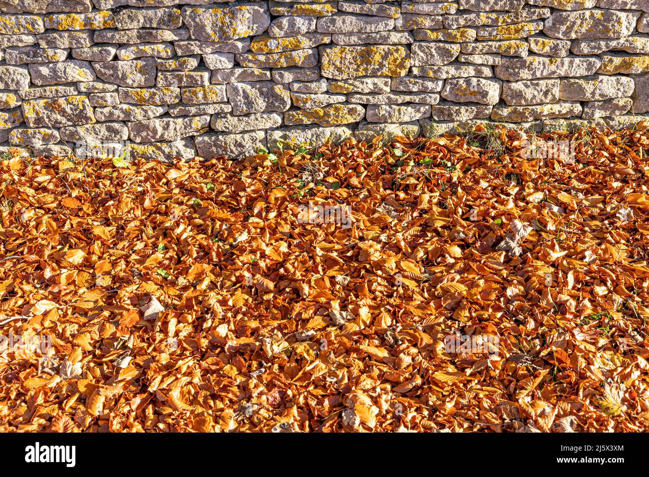 Autunno nel Cotswolds - Un muro di pietra asciutto e foglie di faggio vicino alla piccola città di Minchinhampton, Gloucestershire, Inghilterra Regno Unito Foto Stock