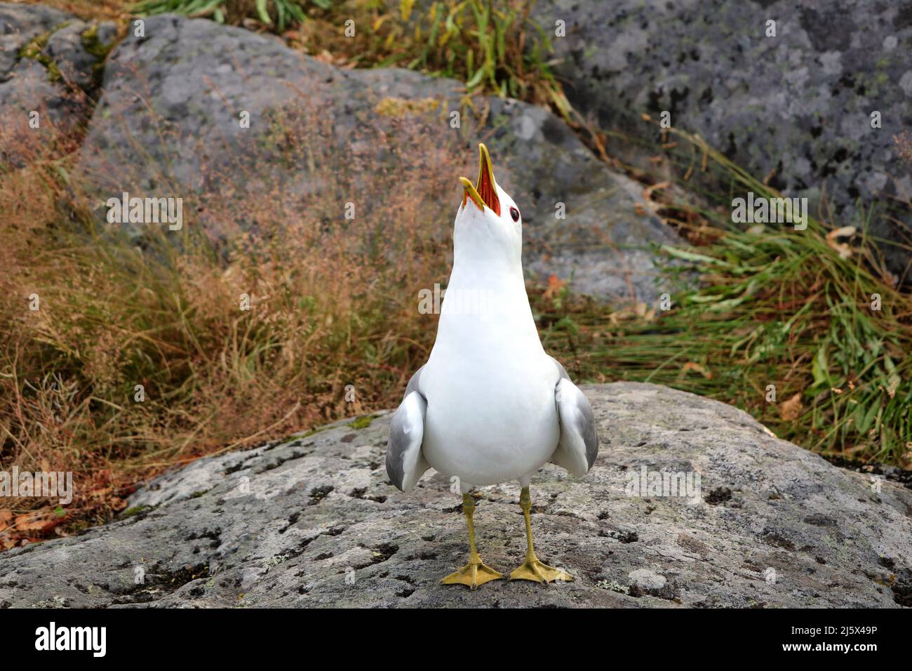 Gabbiano comune, Larus canus, uccello adulto, chiamata mentre in piedi su una roccia vicino alla costa in estate. Foto Stock