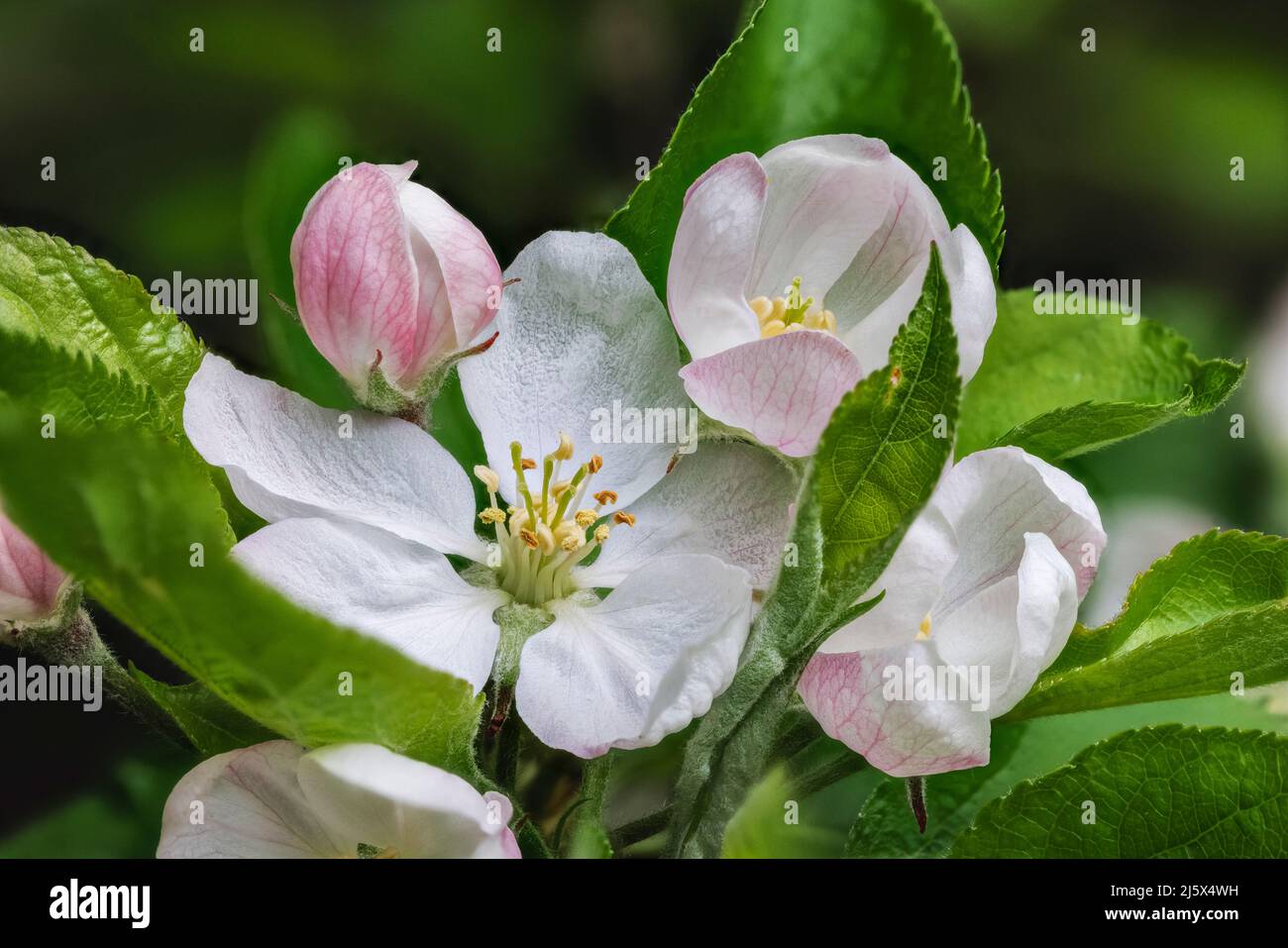 Primavera bianca fiore melo fiori albero fiore e germogli rosa su un albero primo piano con timens e polline, in un giardino a Surrey, nel sud-est dell'Inghilterra Foto Stock