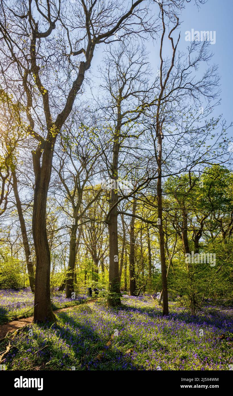 Bluebells inglesi (Hyacinthoides non-scripta) fioriti in boschi di bluebell in primavera, Hatchlands Park, Guildford, Surrey, Inghilterra sud-orientale Foto Stock