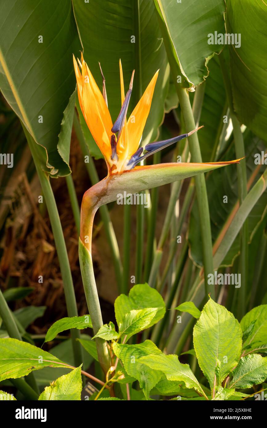 Luminoso multicolore esotico, uccello tropicale della casa paradiso pianta. Strelitzia reginae, una fantastica pianta caratteristica. Forma verticale. Foto Stock