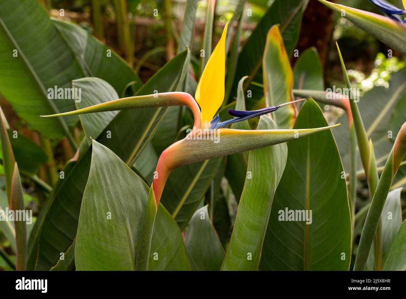 Luminoso multicolore esotico, uccello tropicale della casa paradiso pianta. Strelitzia reginae, una fantastica pianta caratteristica. Foto Stock