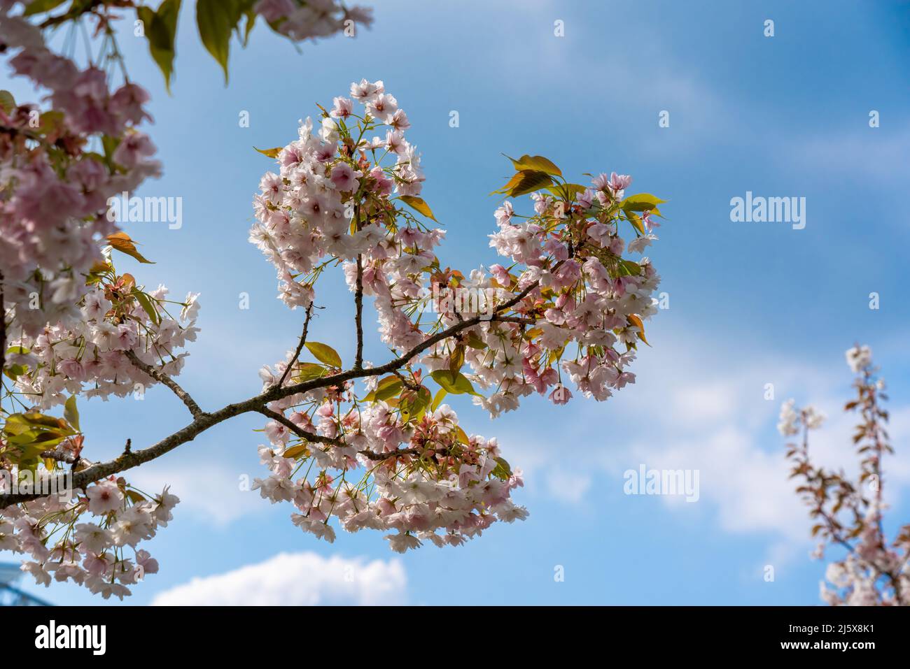 Un albero fiorito di ciliegio che fiorisce in primavera contro un cielo blu. Prunus Shizuka Foto Stock
