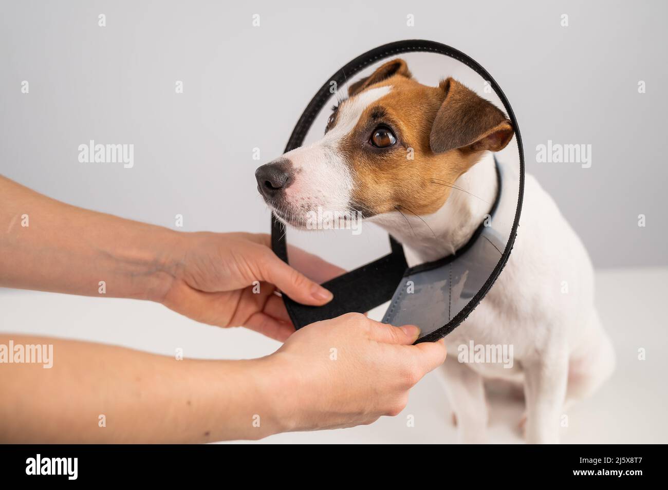 Un veterinario mette un collare cono di plastica su un cane Jack Russell  Terrier dopo un intervento chirurgico Foto stock - Alamy