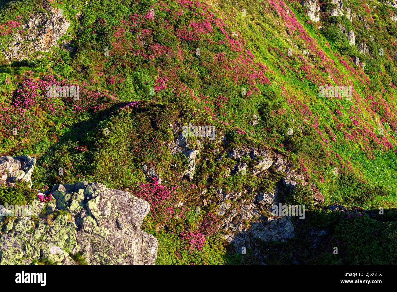 Montagne carpazi in estate. Rhodendron mirtilio fiorito su rocce e scogliere. Maramures Mountains Region, PIP Ivan Peak, Ucraina. Foto Stock