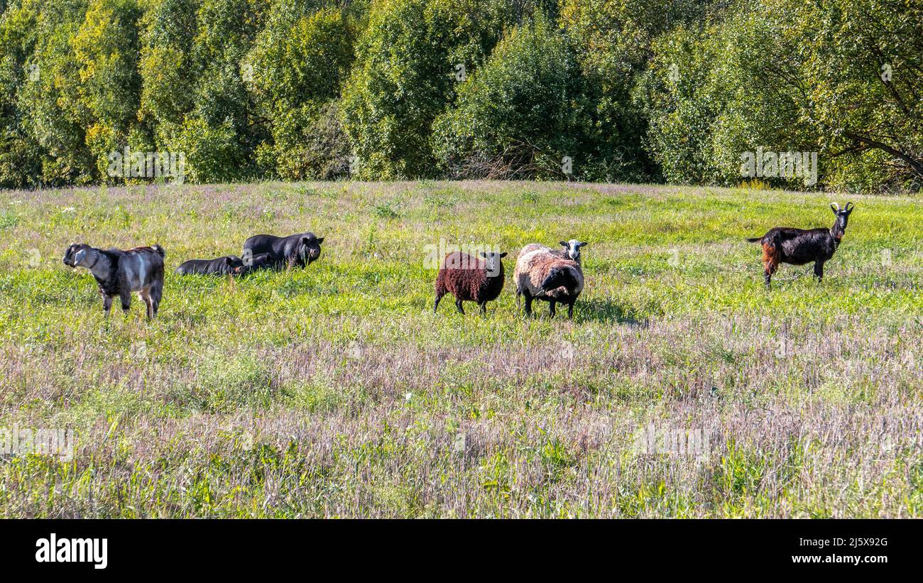Pecore, capre, maiali neri nel prato nel pascolo. Gang Foto Stock