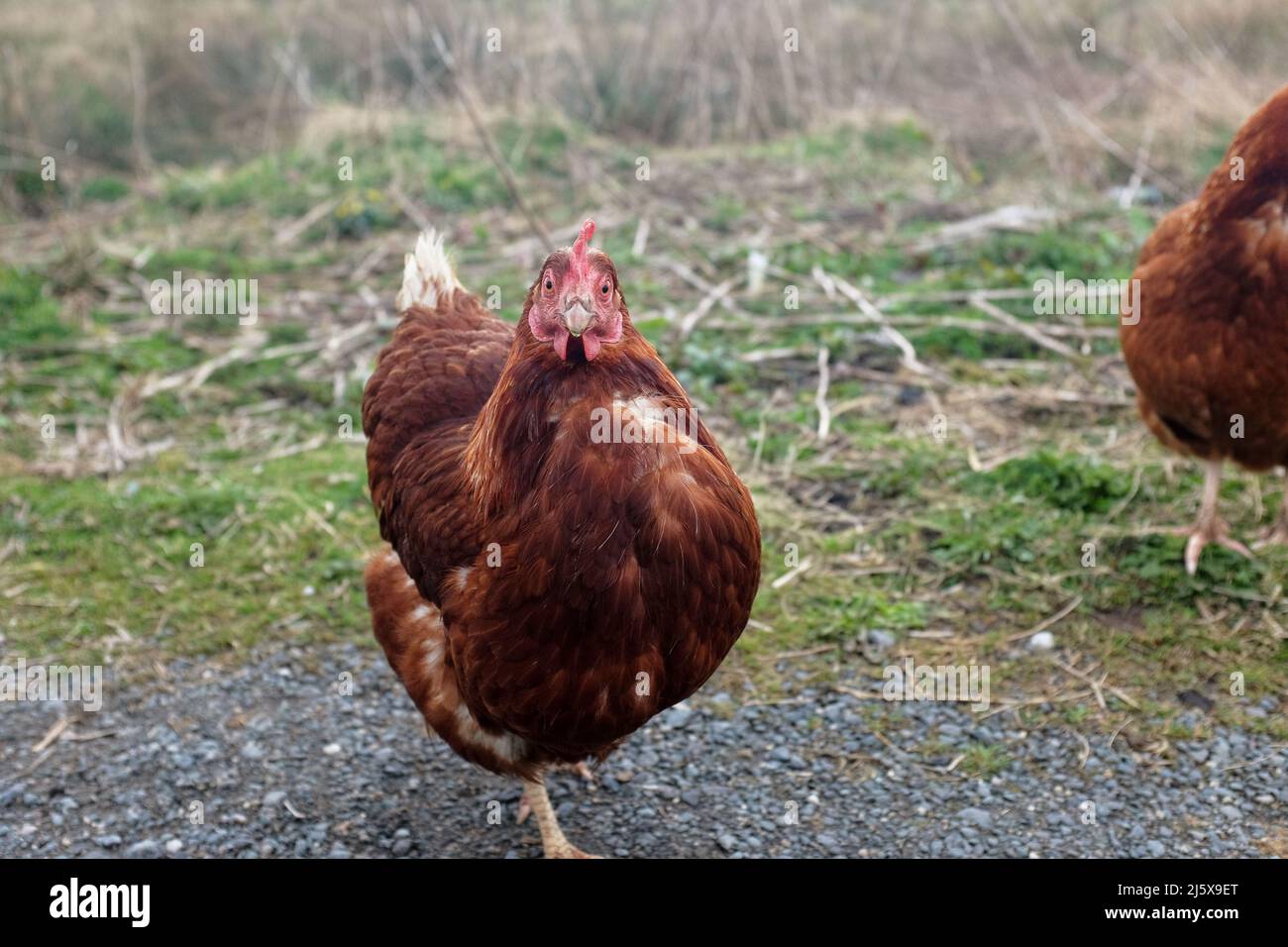 Una brava gallina marrone rossa che guarda direttamente davanti alla fotocamera Foto Stock