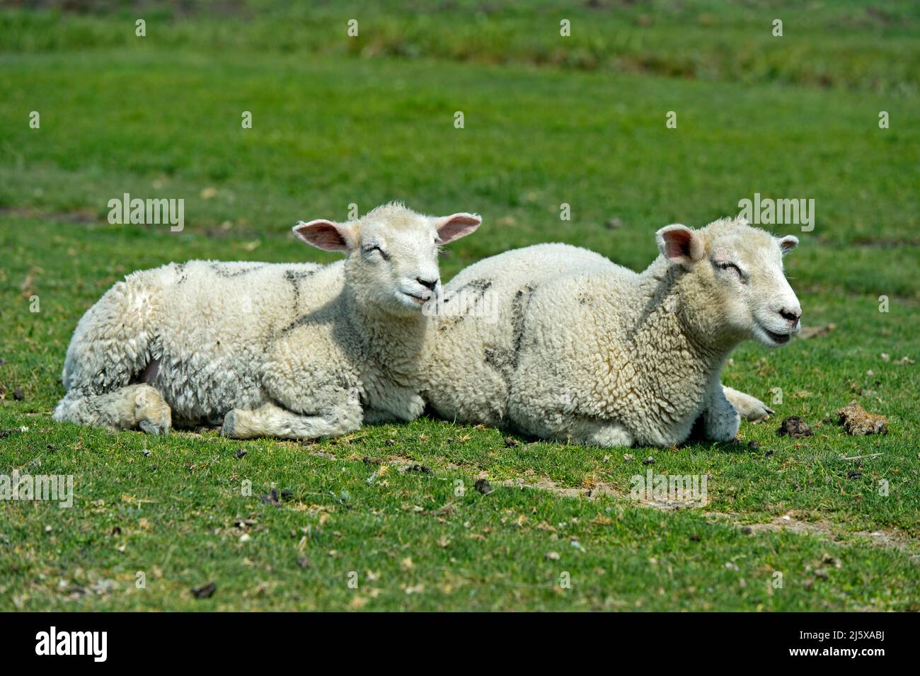 Due agnelli della pecora Texel riposano su un pascolo nella paludi, Schleswig-Holstein Wadden Sea National Park, Westerhever, Germania Foto Stock