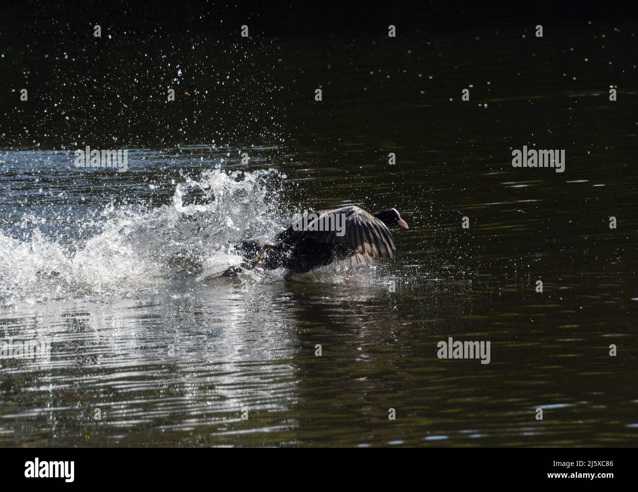 Un coot eurasiatico (Fulica atra) rimbalza su un altro coot in un parco nel Regno Unito. Foto Stock