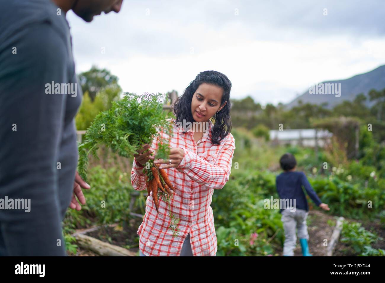 Donna che raccoglie carote fresche in orto Foto Stock