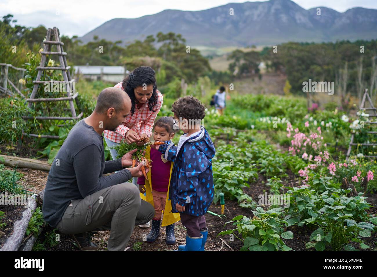 Famiglia raccolta di carote fresche in orto Foto Stock