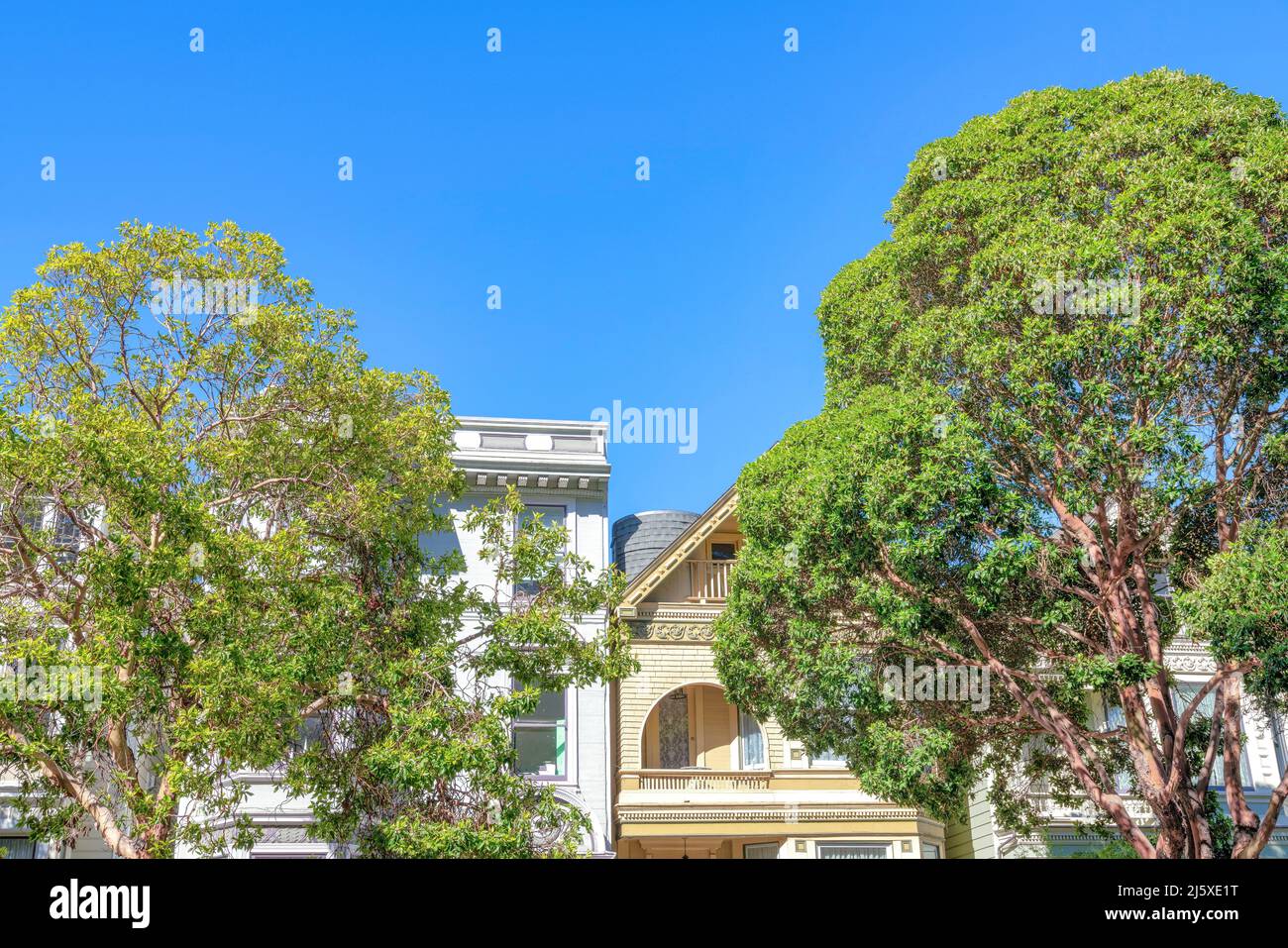Grandi alberi di fronte al quartiere di San Francisco, California Foto Stock