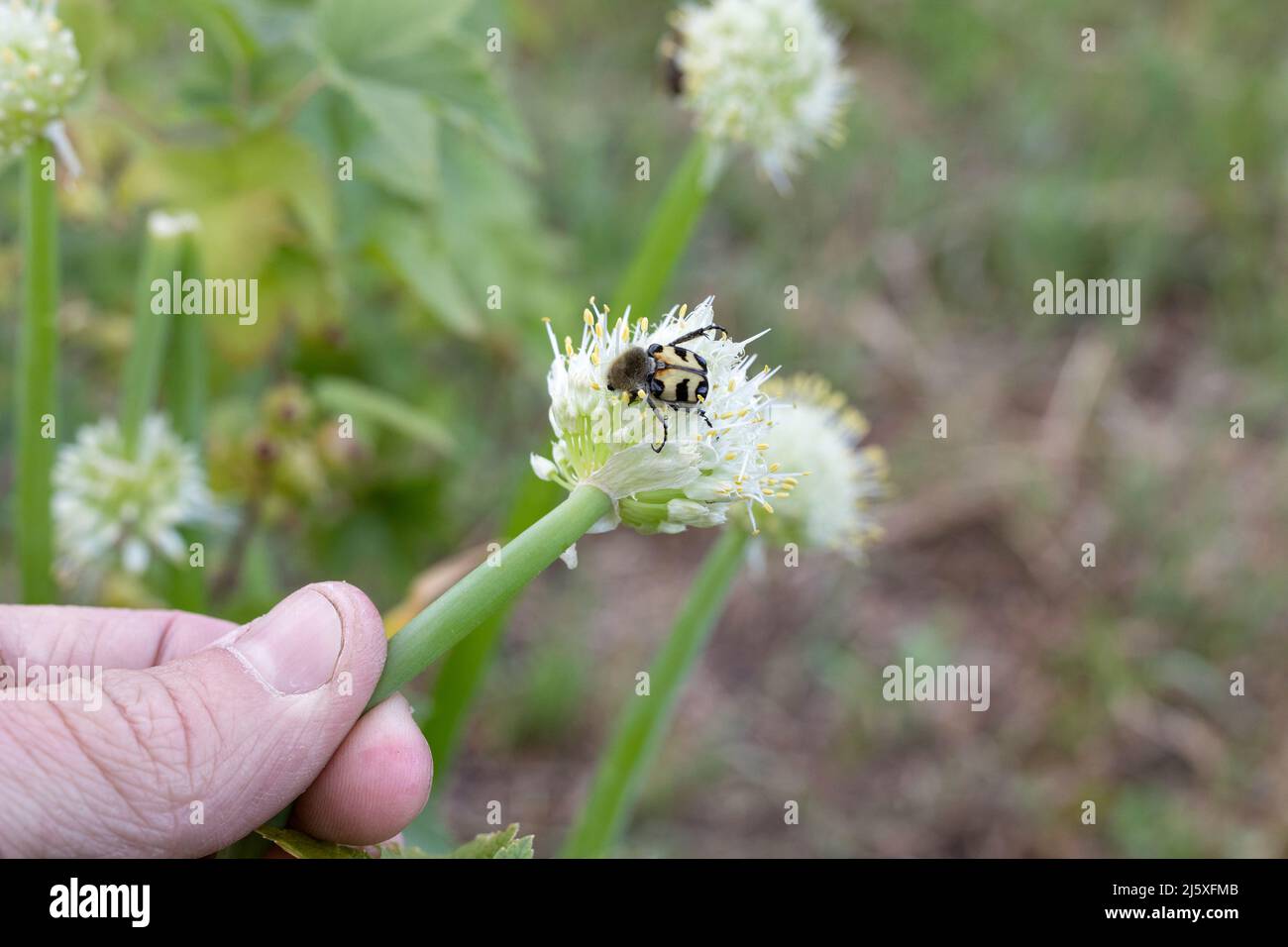 Coleottero Eurasiano, Trichio fasciatus su pianta con fiori bianchi di cipolla in mano dell'uomo. Foto Stock
