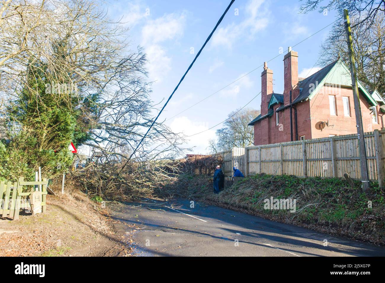 Un albero e la linea di alimentazione è abbattuto a causa dei venti alti da denominato Storm Malik in St. Vigeans vicino Arbroath. Credito: Euan Cherry Foto Stock