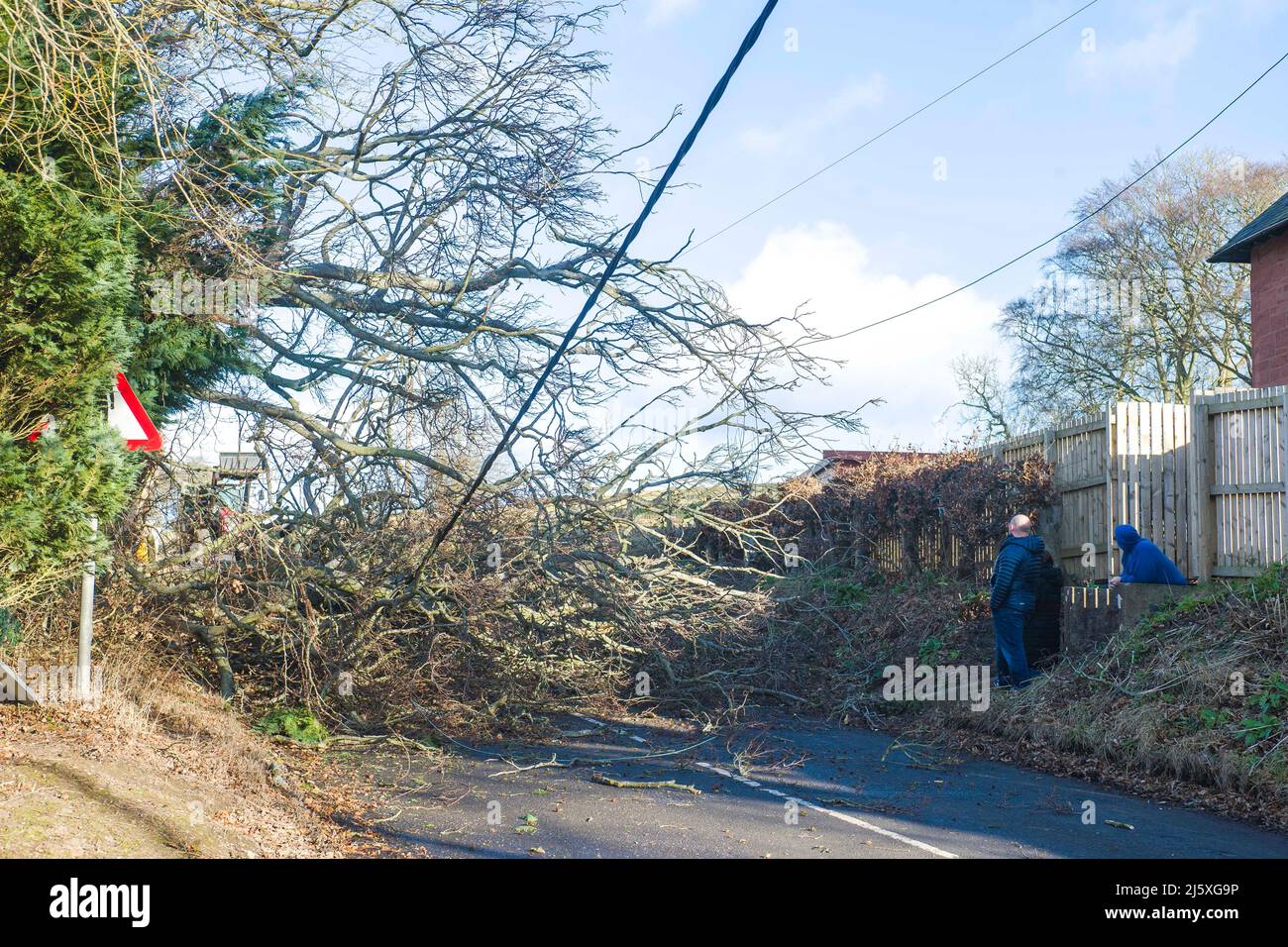 Un albero e la linea di alimentazione è abbattuto a causa dei venti alti da denominato Storm Malik in St. Vigeans vicino Arbroath. Credito: Euan Cherry Foto Stock
