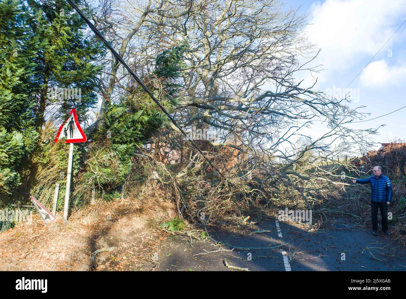 Un albero e la linea di alimentazione è abbattuto a causa dei venti alti da denominato Storm Malik in St. Vigeans vicino Arbroath. Credito: Euan Cherry Foto Stock