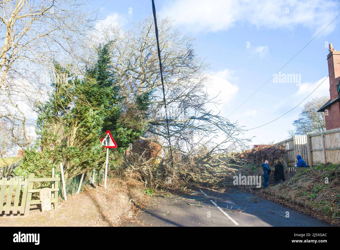 Un albero e la linea di alimentazione è abbattuto a causa dei venti alti da denominato Storm Malik in St. Vigeans vicino Arbroath. Credito: Euan Cherry Foto Stock