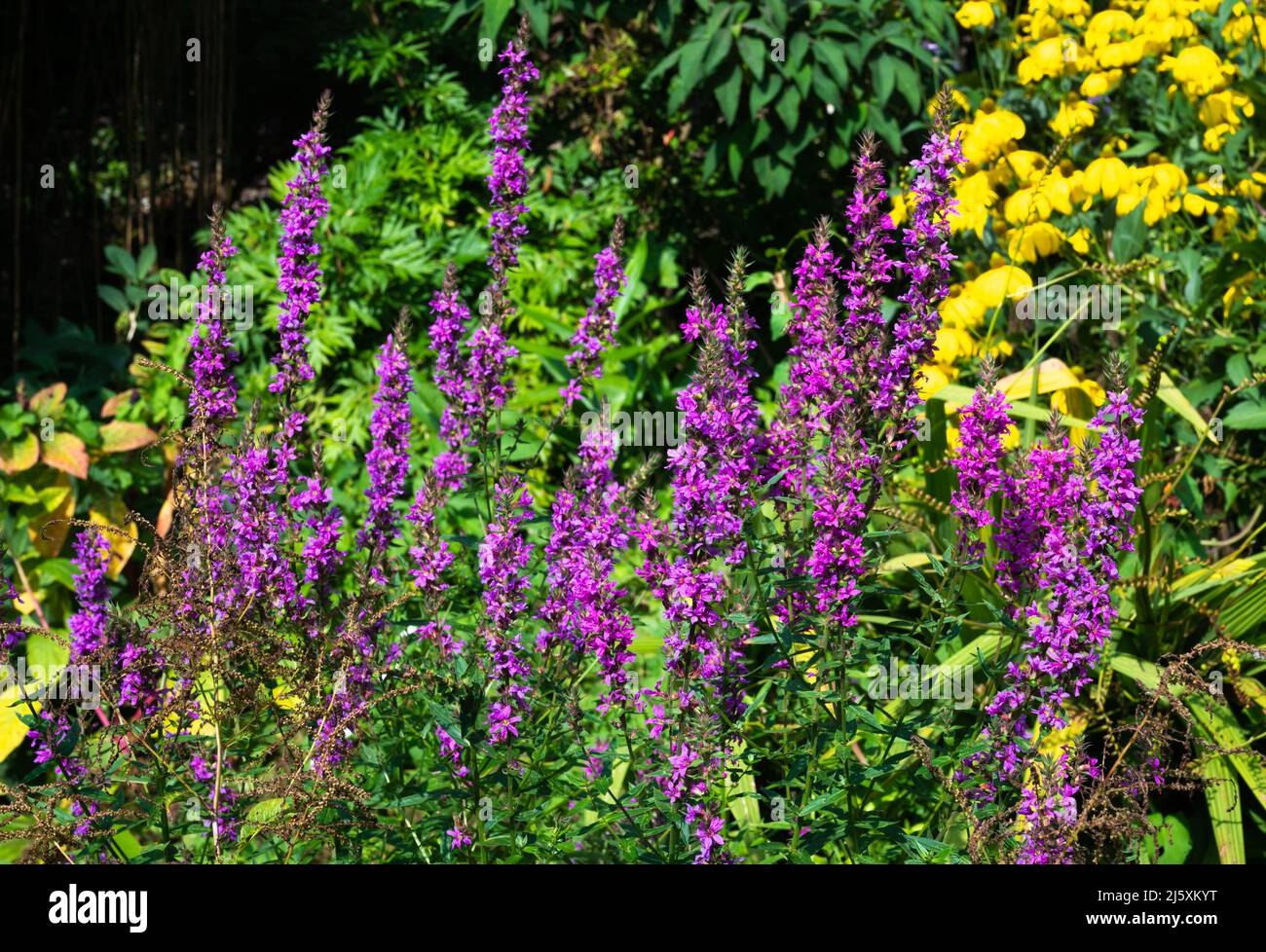 Porpora Loosestrife (Lythrum salicaria) pianta perenne che cresce in estate nel Regno Unito. Foto Stock
