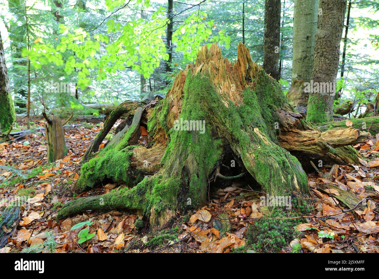 Moss su ceppo di legno morto nella foresta, lo prenda in Ucraina Foto Stock Moss su ceppo di legno morto nella foresta, lo prenda in Ucraina Foto Stock