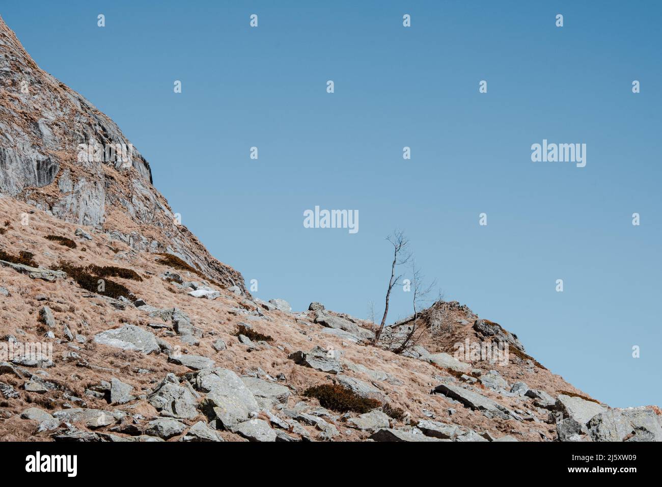Albero solitario sulle rocce vicino al rifugio Margaroli, Formazza, Italia Foto Stock