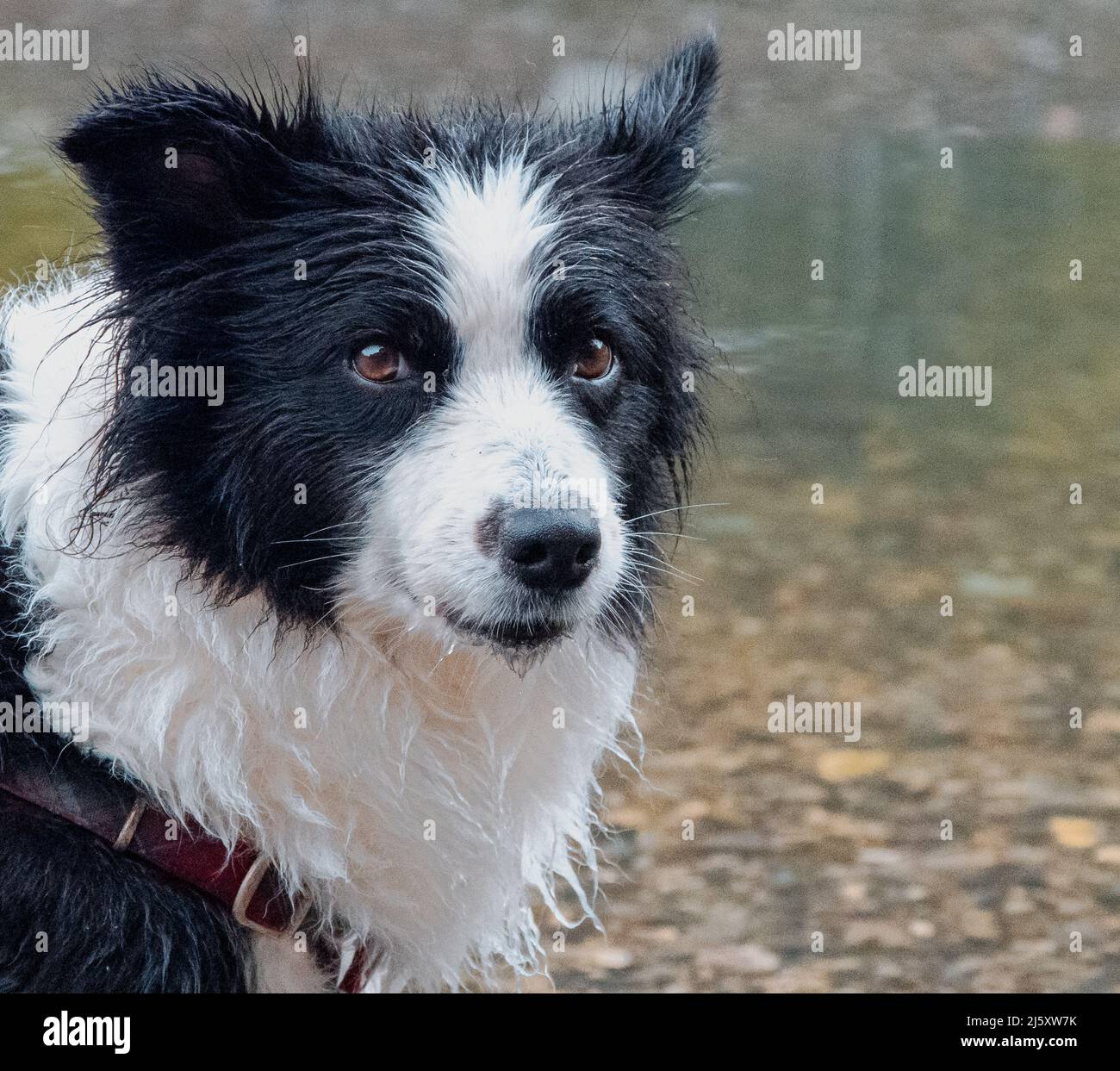 Dale-chan il collie di confine che riposa sulla costa del fiume dopo inseguire quello che potrebbe essere stato piccolo pesce nuoto da. Foto Stock