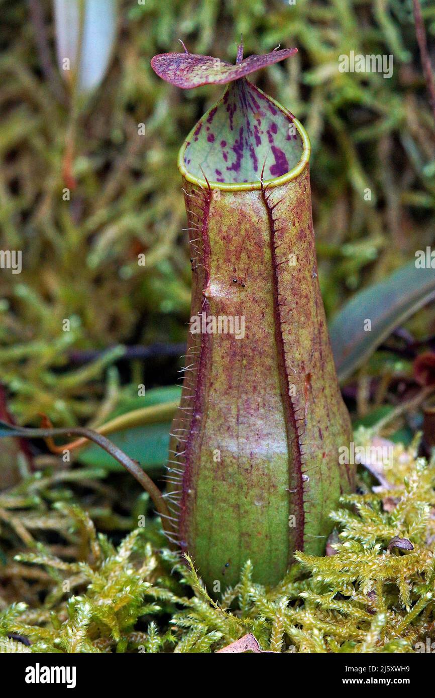 Grazile Kannenpflanze (Nepenthes gracilis) fleischfressende tropische Pflanze im Regenwald, Borneo, Malesia | gracilis pianta di caraffa slanciata o slend Foto Stock