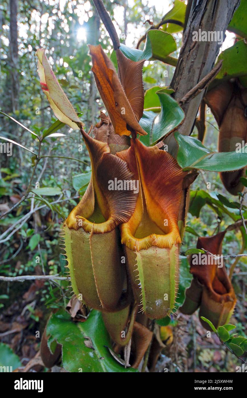 Kannenblatt di Veitch (Nepenthes veitchi), fleischfressende tropische Pflanze im Regenwald, Borneo, Malesia | impianto di caraffa di Veitch (Nepenthes veitc Foto Stock