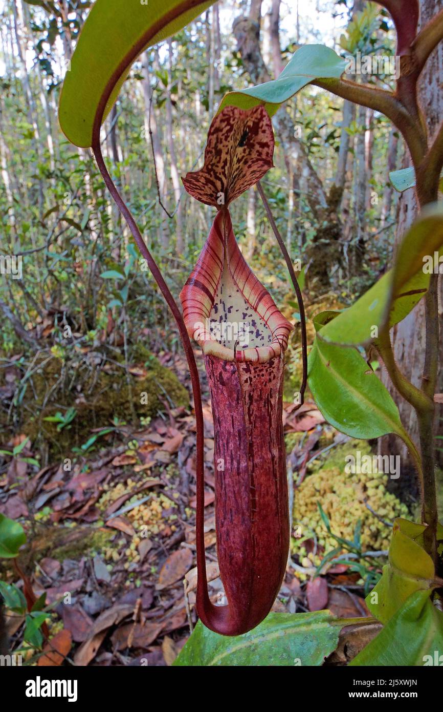 Tropical pianta brocca, verniciato pianta brocca o Burbidge's Pitcher-Plant (Nepenthes burbidgeae), una pianta carnivora a foresta pluviale, Borneo, Malaysia Foto Stock