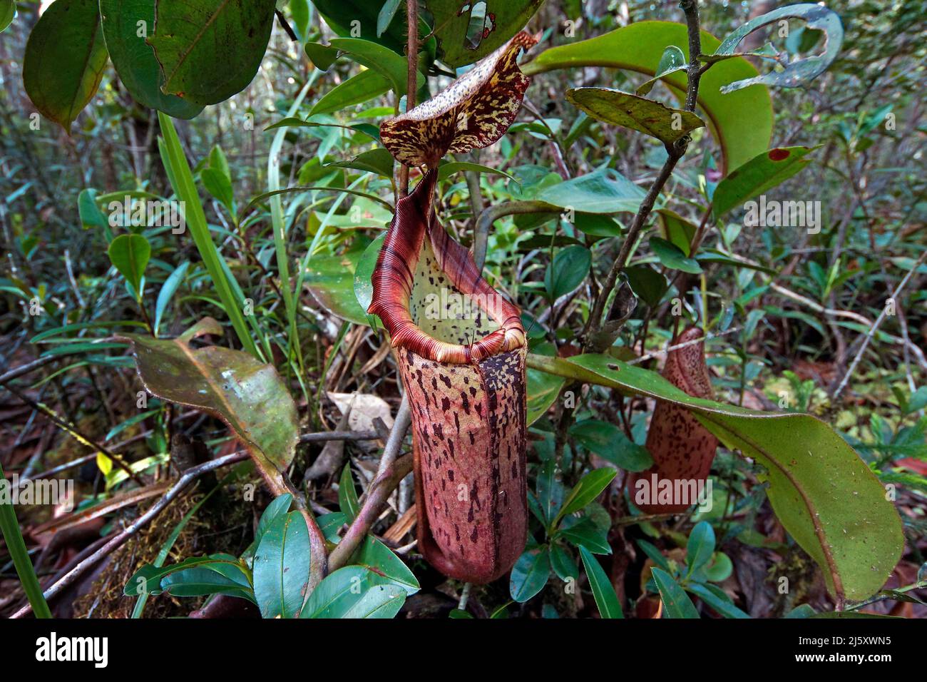 Tropical pianta brocca, verniciato pianta brocca o Burbidge's Pitcher-Plant (Nepenthes burbidgeae), una pianta carnivora a foresta pluviale, Borneo, Malaysia Foto Stock