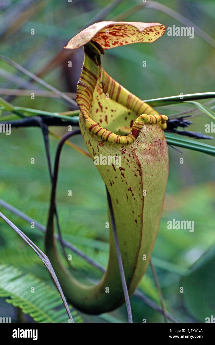 Tropical pianta brocca, verniciato pianta brocca o Burbidge's Pitcher-Plant (Nepenthes burbidgeae), una pianta carnivora a foresta pluviale, Borneo, Malaysia Foto Stock