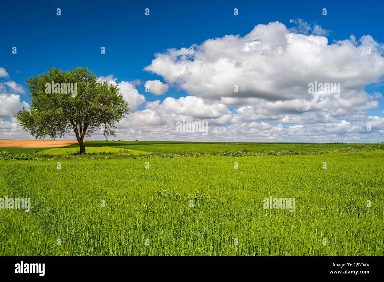 Paesaggio rurale primorile paesaggistico, Castilla-la Mancha, Spagna Foto Stock